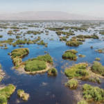 Neusiedlersee Cultural Landscape