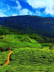 Cameron Highlands, Malaysia