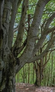 Ancient and Primeval Beech Forests , Europe