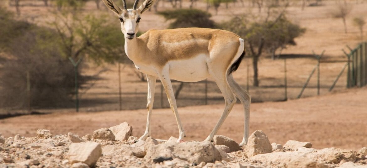 Uruq Bani Ma’arid sandgasell 5156693 1280