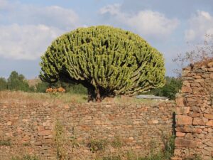 Bale Mountains National Park, Ethiopia