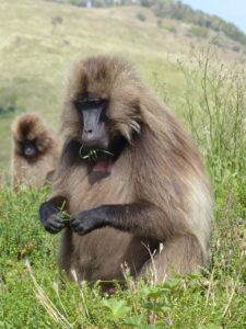 Bale Mountains National Park, Ethiopia