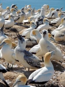 Aoraki / Mount Cook, New Zealand