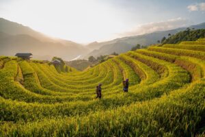 Honghe Hani Rice Terraces, China 