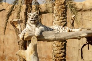 Al Ain, Abu Dhabi , UAE