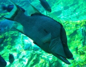 Orlando, Florida, USA