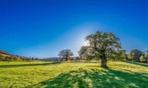 Why Is the Sky Blue? timhill tree 2916763 1920