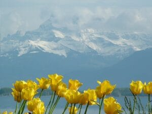 Geneva, Switzerland 19306 tulips 79667 1920