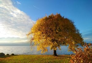 Geneva, Switzerland heckimg tree 7621034 1920