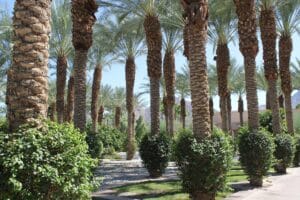 mightytravels palm trees 7016988 1920