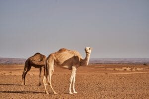 wolfgang hasselmann desert 9977957 1920