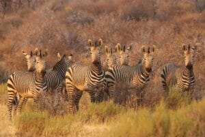 South Africa