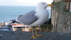 Best Things to Do in Naples? Naples Italy