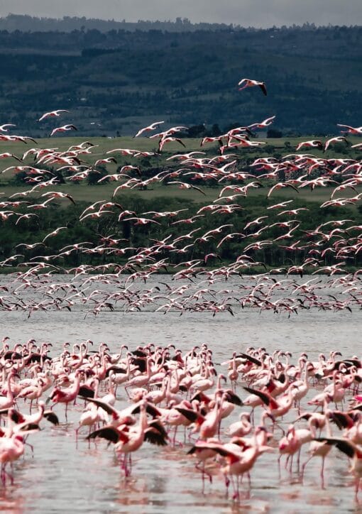 alpcem birds 4644652 1920