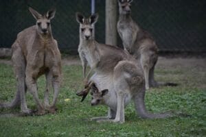 Best Things to Do in Brisbane, Australia Brisbane, Australia