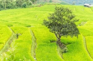 chiang mai , thailand