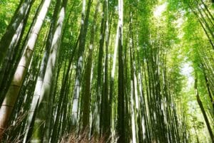 Best Places to Visit in Kyoto Kyoto , Japan