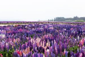 Best Places to Visit in Queenstown Queenstown, New Zealand