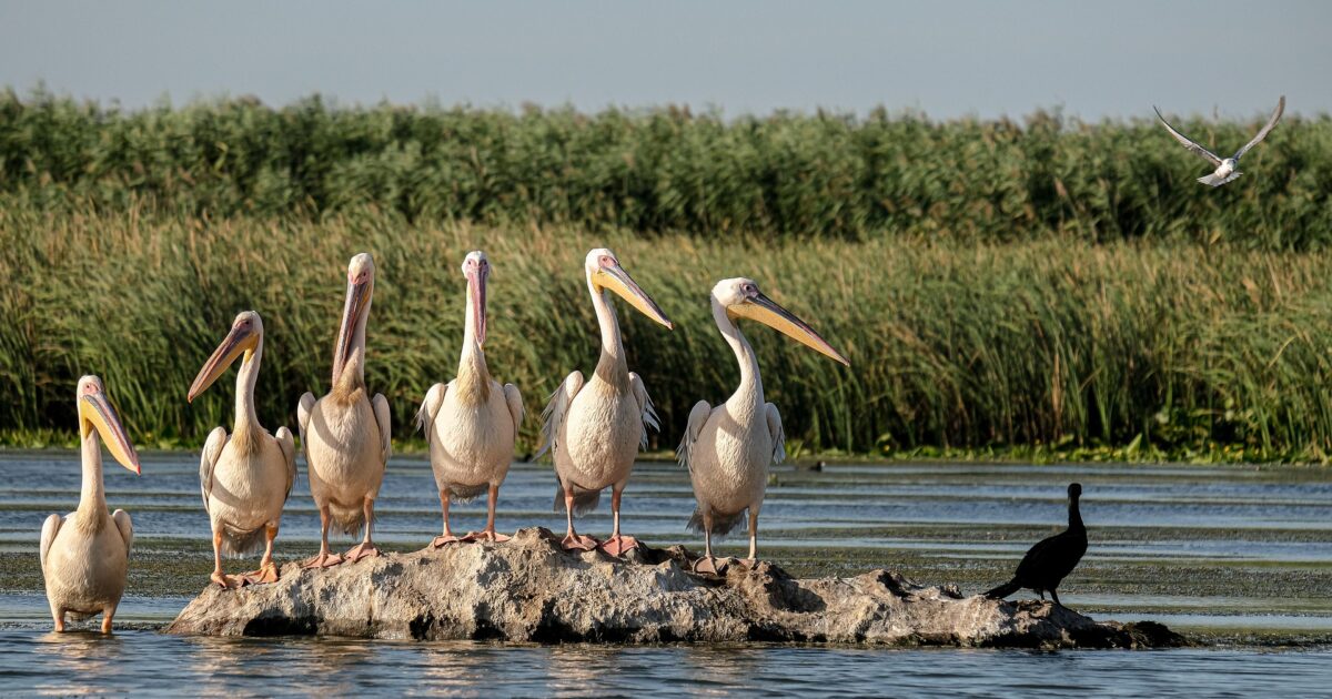 andreiprodan great white pelicans 5791439 1920