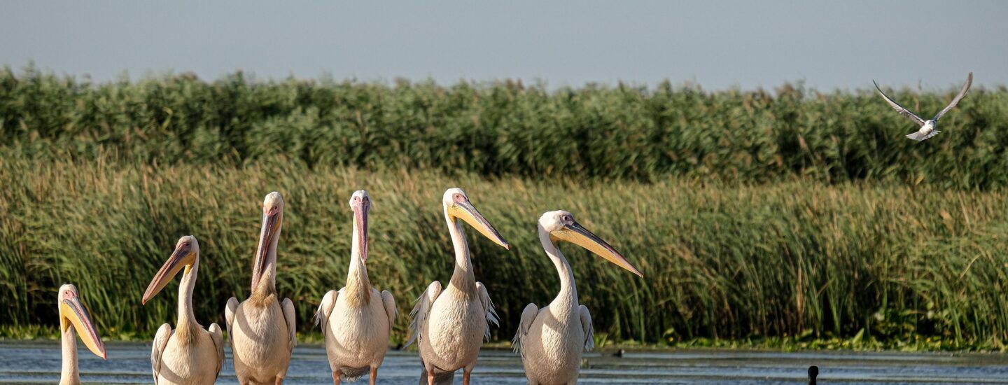 andreiprodan great white pelicans 5791439 1920