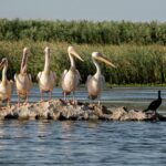 andreiprodan great white pelicans 5791439 1920