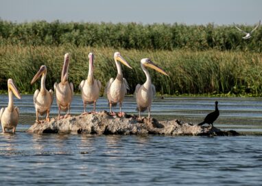 andreiprodan great white pelicans 5791439 1920