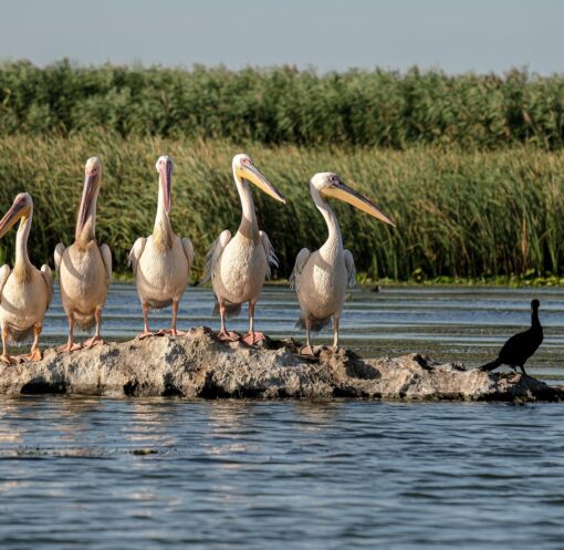 andreiprodan great white pelicans 5791439 1920
